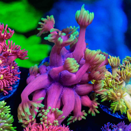 TSA Pink Primrose Goniopora Coral