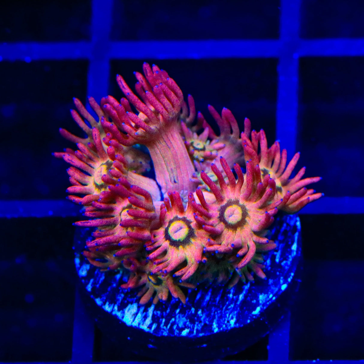 TSA Pink Pussycat Goniopora Coral
