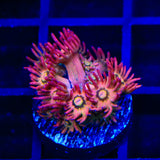 TSA Pink Pussycat Goniopora Coral