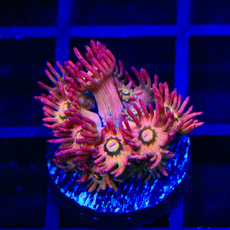 TSA Pink Pussycat Goniopora Coral