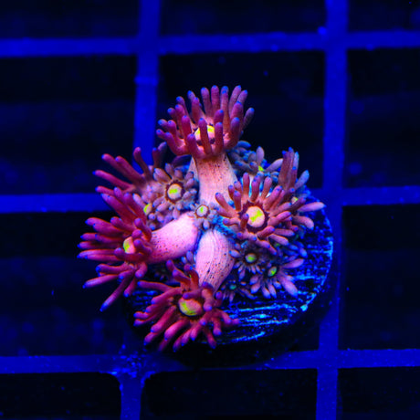 TSA Pink Pussycat Goniopora Coral