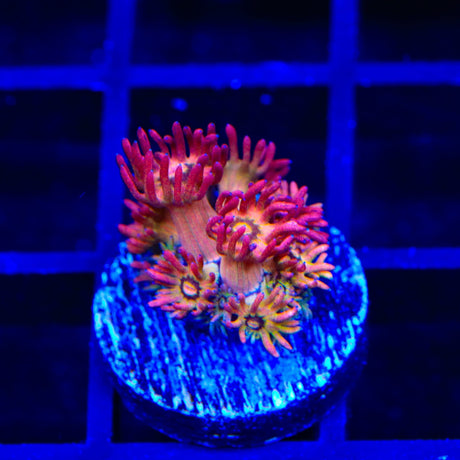 TSA Pink Pussycat Goniopora Coral