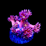 TSA Pink Pussycat Goniopora Coral