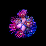 TSA Pink Pussycat Goniopora Coral