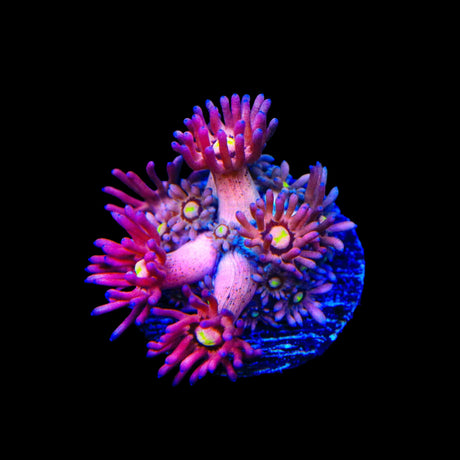 TSA Pink Pussycat Goniopora Coral