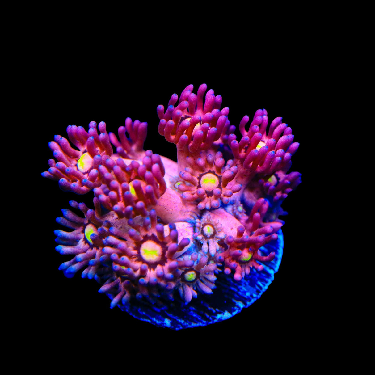 TSA Pink Pussycat Goniopora Coral