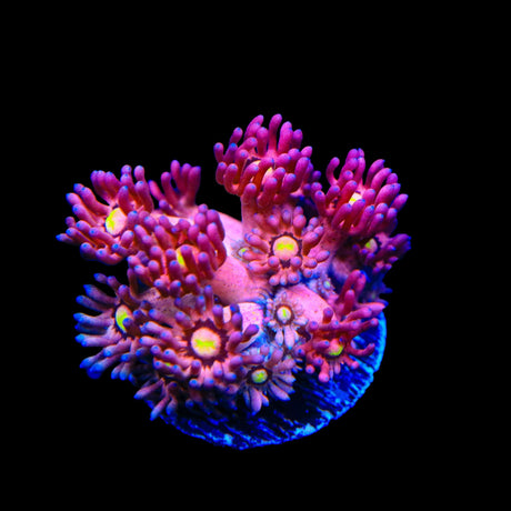 TSA Pink Pussycat Goniopora Coral
