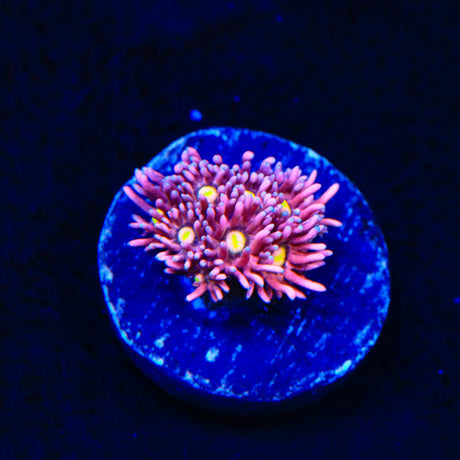 TSA Pink Pussycat Goniopora Coral