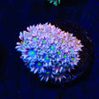 TSA Pink Sky Goniopora Coral