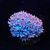 TSA Pink Sky Goniopora Coral