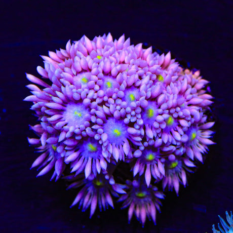 TSA Pink Sky Goniopora Coral