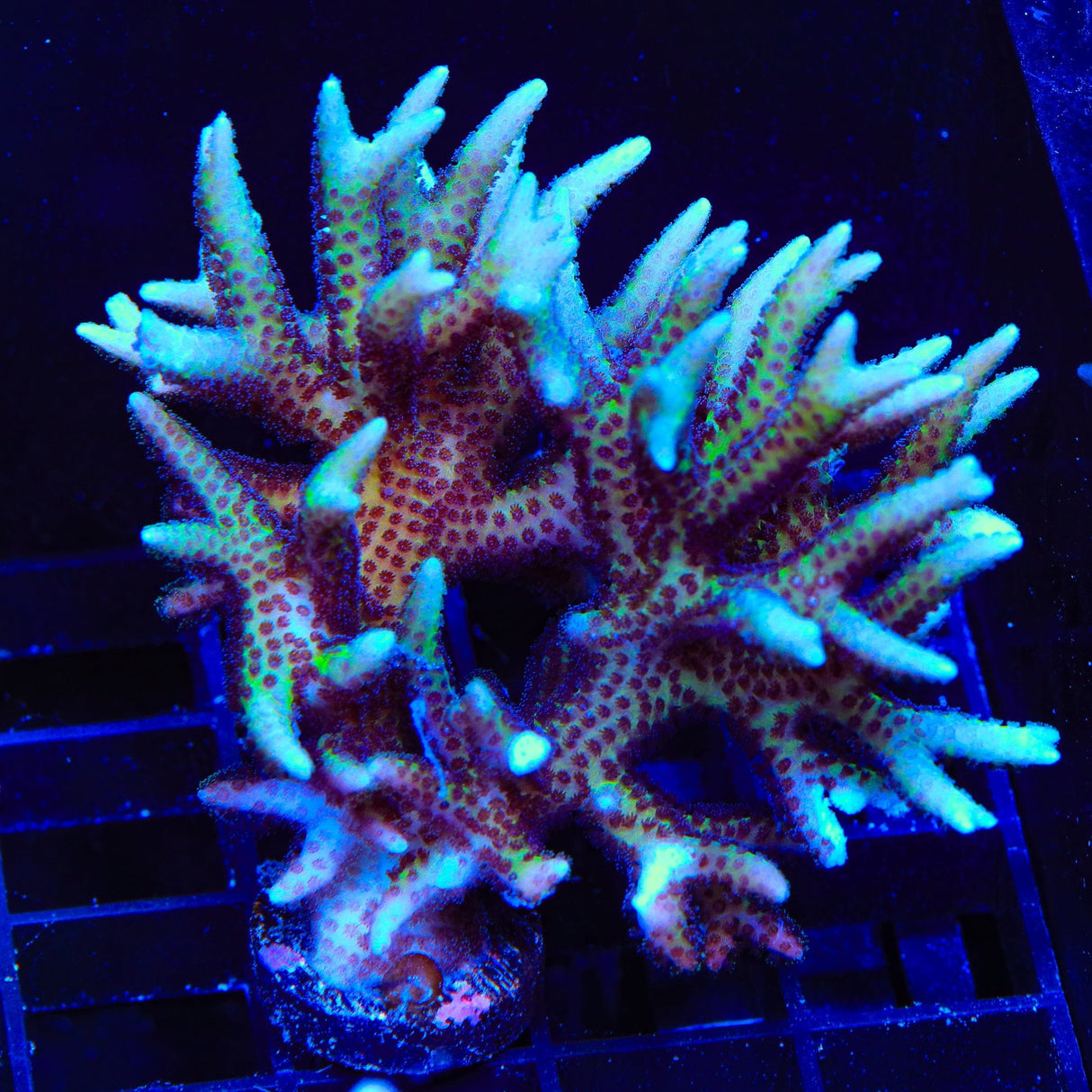 TSA Pink Tip Birdsnest Colony Coral