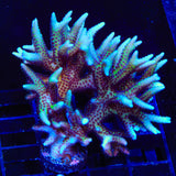 TSA Pink Tip Birdsnest Colony Coral
