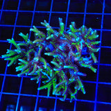 TSA Pink Tip Birdsnest Colony Coral