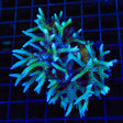TSA Pink Tip Birdsnest Colony Coral