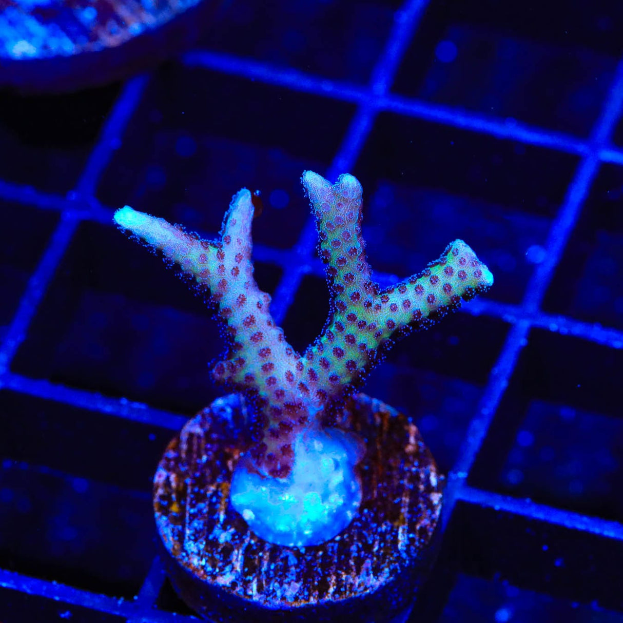 TSA Pink Tip Birdsnest Coral