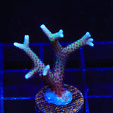 TSA Pink Tip Birdsnest Coral