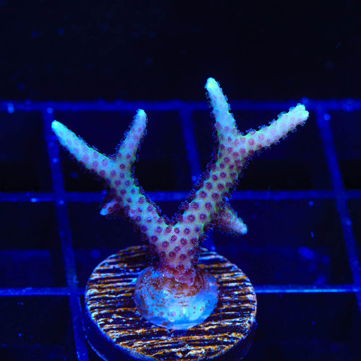 TSA Pink Tip Birdsnest Coral