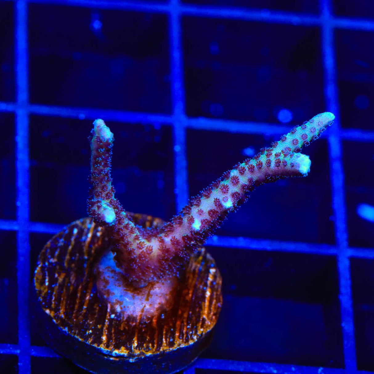 TSA Pink Tip Birdsnest Coral