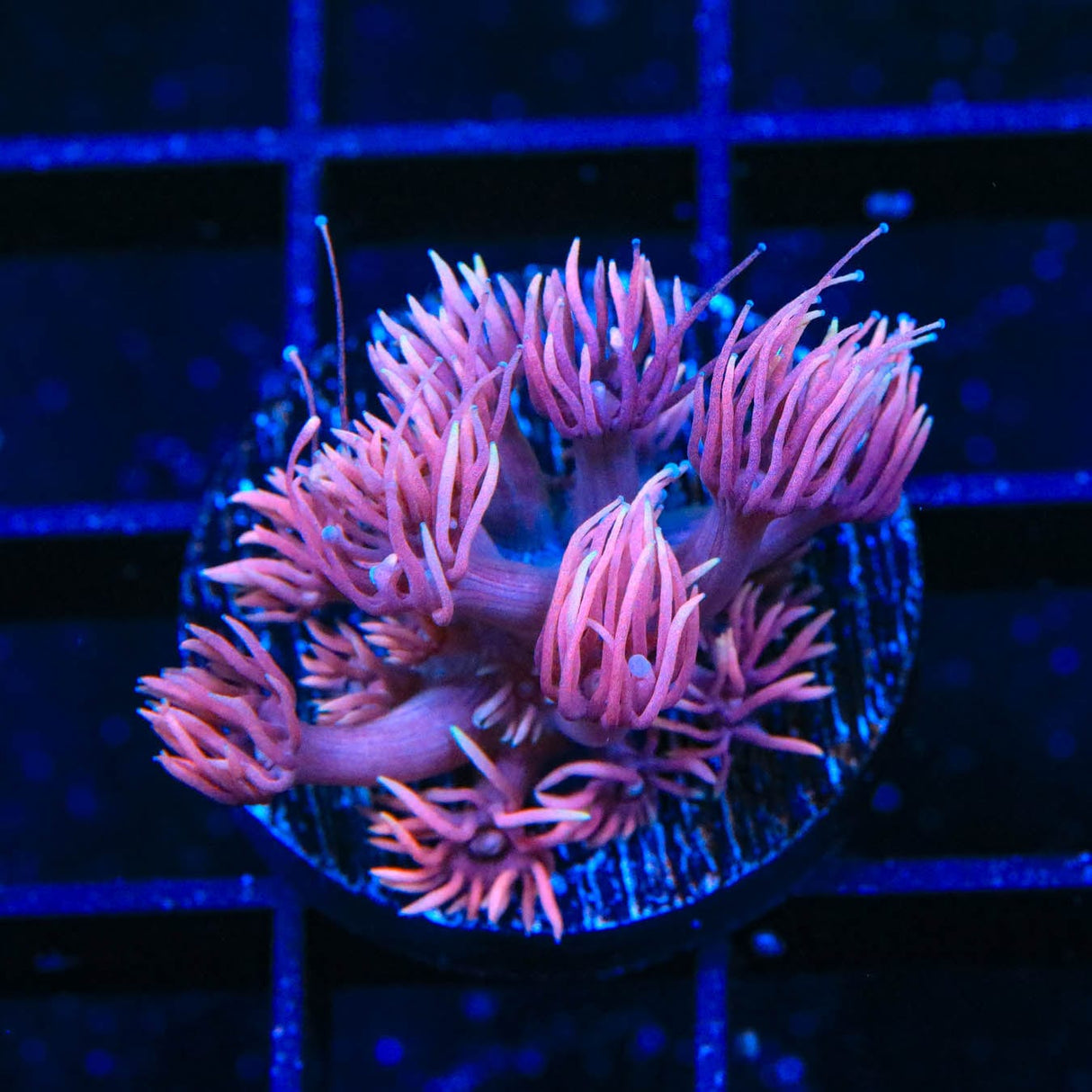TSA Pinky the Brain Goniopora Coral