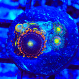 TSA Pinwheel Combo Zoanthids Coral