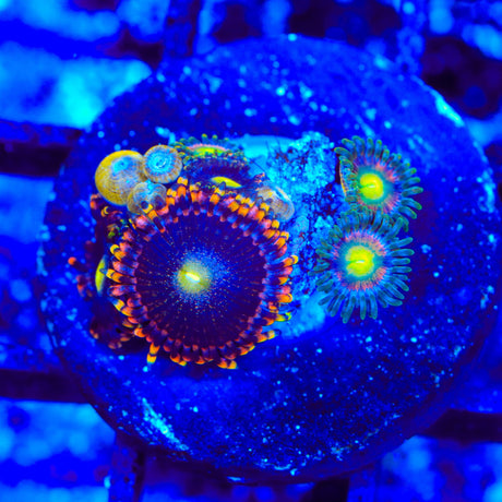 TSA Pinwheel Combo Zoanthids Coral