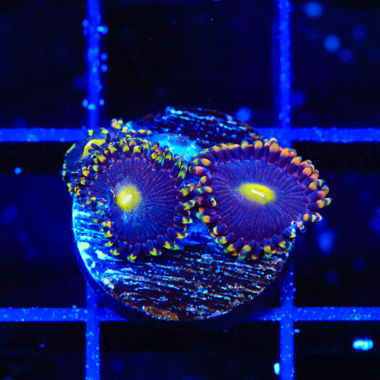 TSA Pinwheel Zoanthids Coral