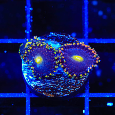 TSA Pinwheel Zoanthids Coral