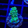 TSA Pixie Pop Acropora Coral