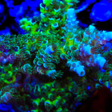 TSA Pixie Pop Acropora Coral