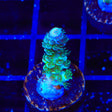 TSA Pixie Pop Acropora Coral