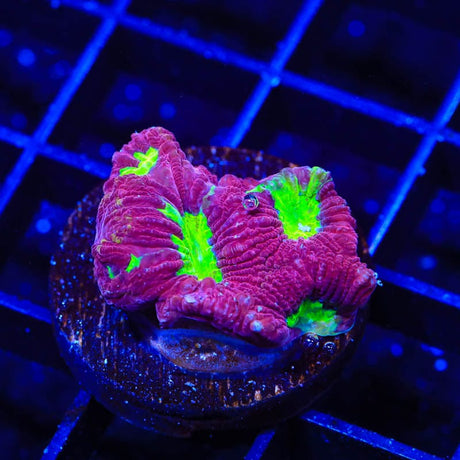 TSA Plasma Pool Favia Coral