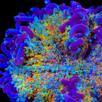 TSA Play-Doh Bounce Mushroom Coral