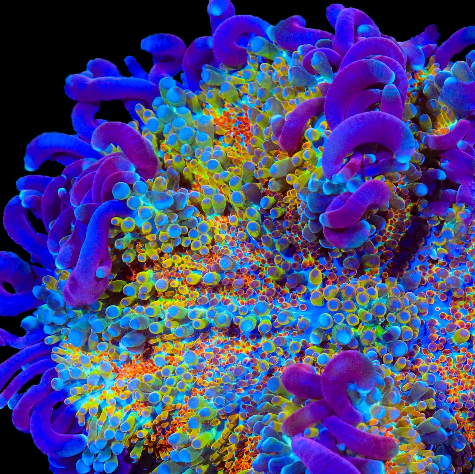 TSA Play-Doh Bounce Mushroom Coral