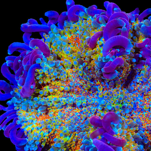 TSA Play-Doh Bounce Mushroom Coral
