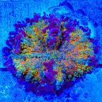 TSA Play-Doh Mushroom Coral