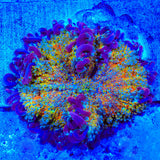 TSA Play-Doh Mushroom Coral