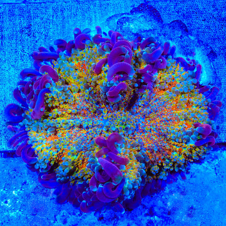 TSA Play-Doh Mushroom Coral