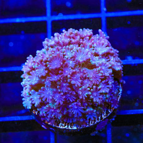 TSA Plum Alveopora Coral