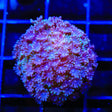 TSA Plum Alveopora Coral