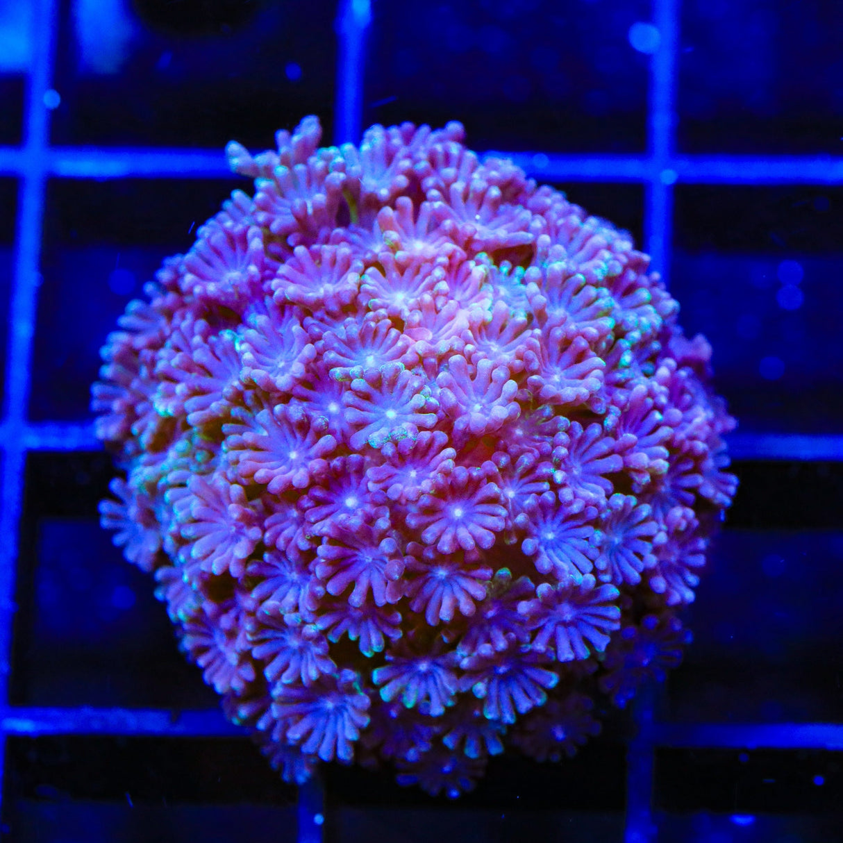 TSA Plum Alveopora Coral