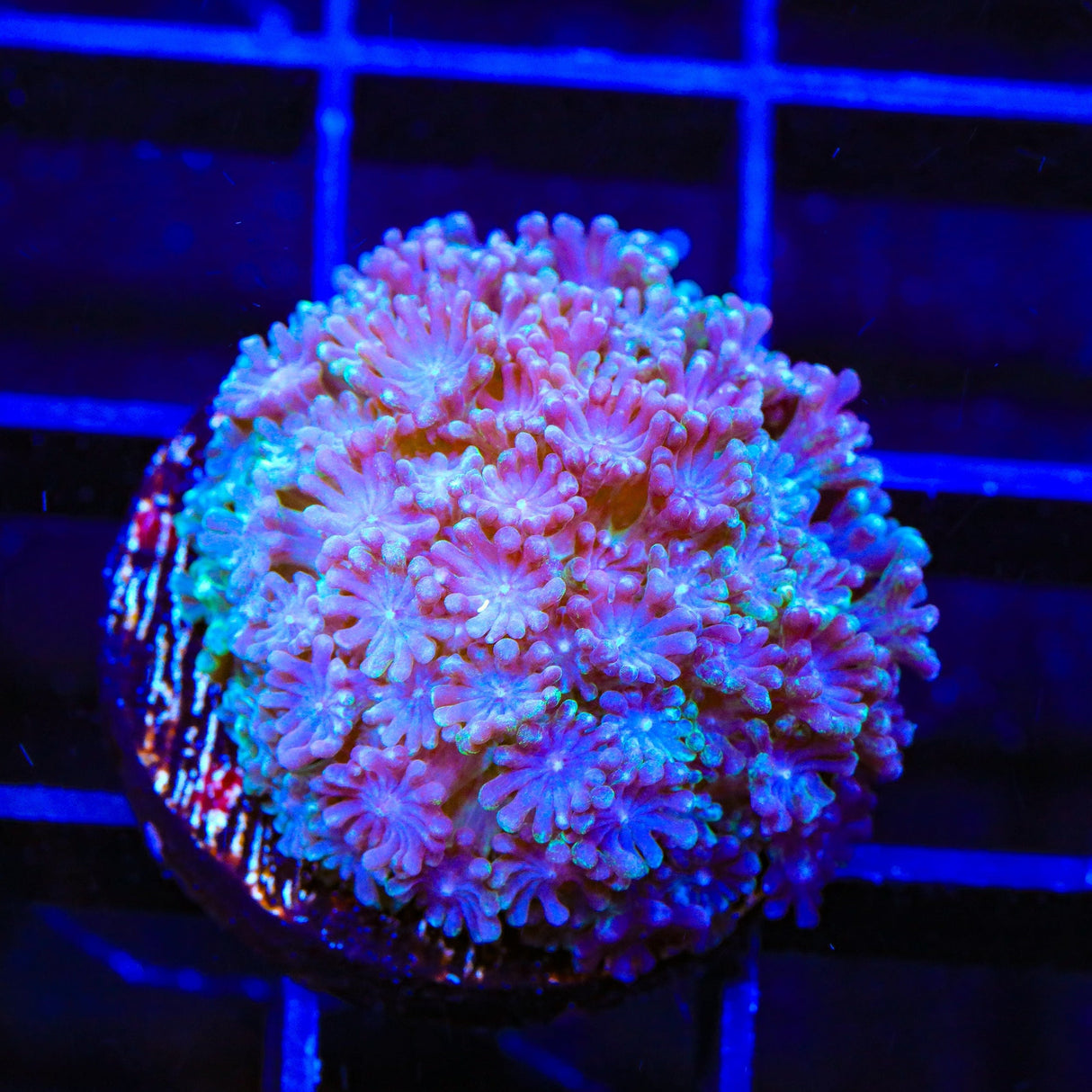 TSA Plum Alveopora Coral