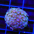 TSA Plum Alveopora Coral