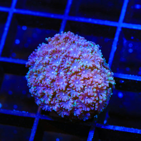 TSA Plum Alveopora Coral