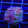 TSA Plum Alveopora Coral