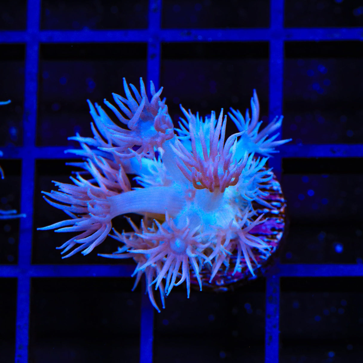 TSA Plum Goniopora Coral