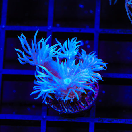 TSA Plum Goniopora Coral