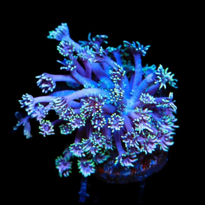 TSA Plum Goniopora Coral