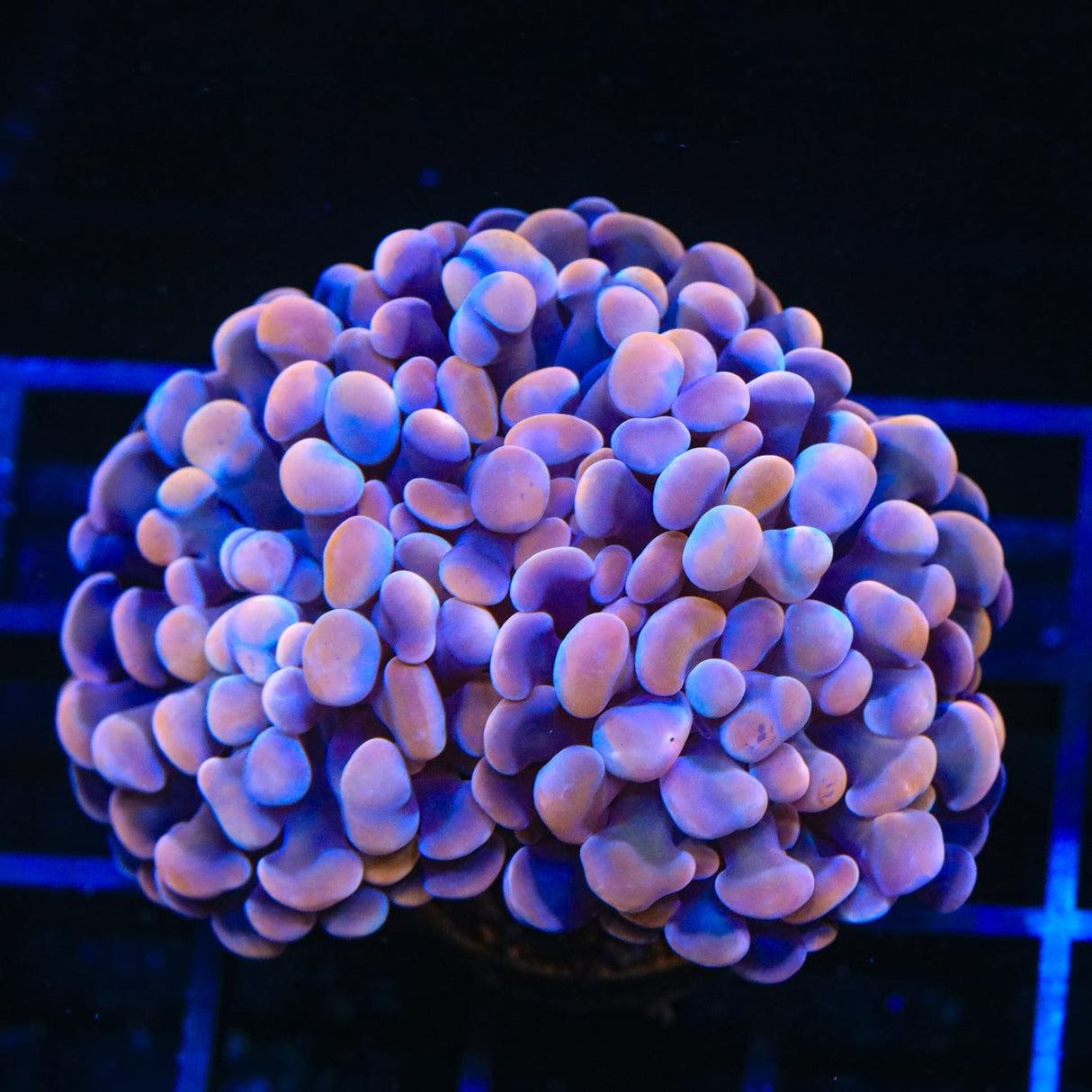 TSA Plum Hammer Coral