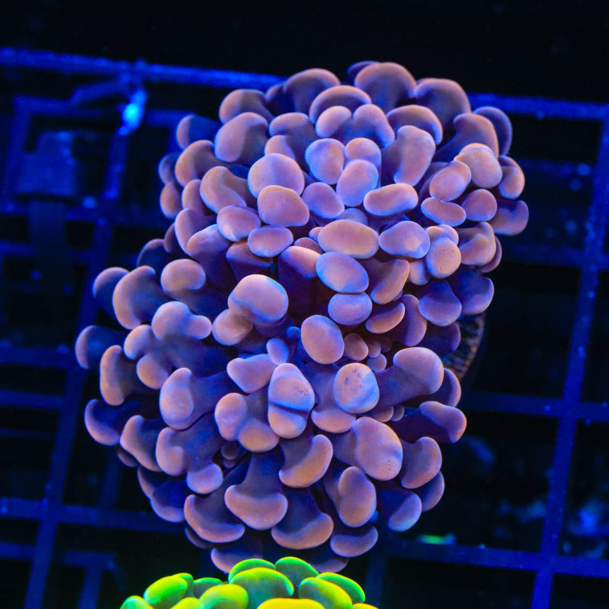 TSA Plum Hammer Coral